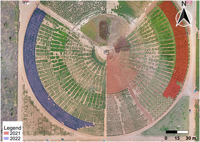 Yield prediction in a peanut breeding program using remote sensing data and machine learning algorithms